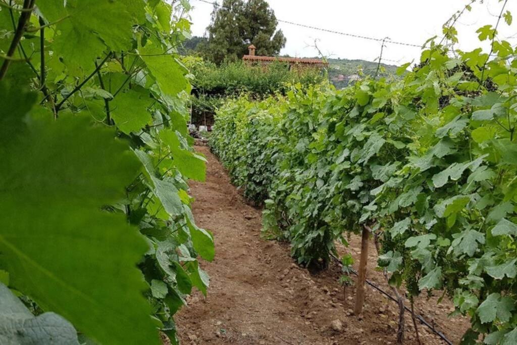 La Tagora Conect With The Nature & Relax Icod De Los Vinos Exterior foto